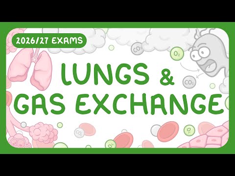 GCSE Biology - The Lungs & Gas Exchange (2026/27 exams)