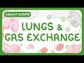 Understanding the Human Gas Exchange System and Breathing Rate Calculation