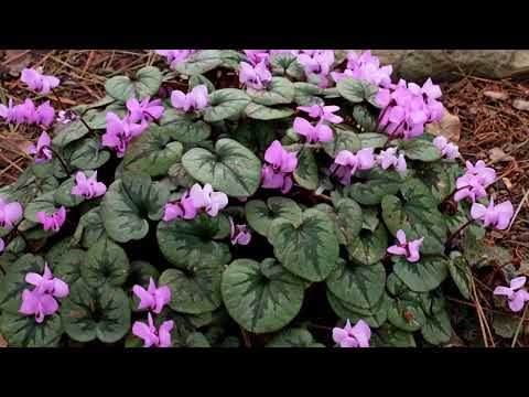 , title : 'How to Grow Cyclamen'