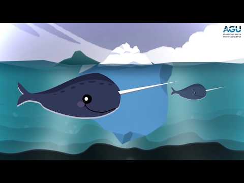 Listen to narwhals click, buzz and whistle - YouTube
