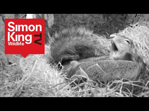 Squirrel Extra - Playful Squirrel Trio in the Large Nest Box