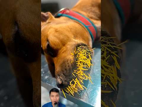 Chú chó mắc bệnh lạ sắp không qua khỏi #pets #dog #animals