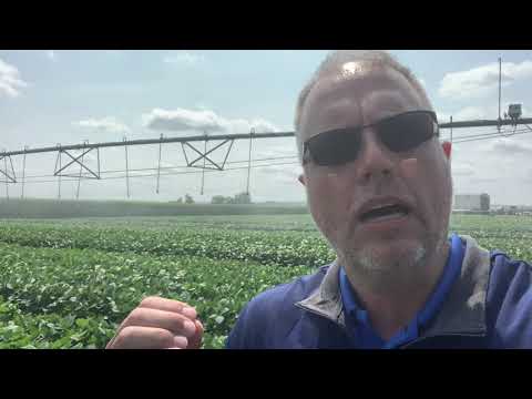 Soybean Irrigation Management 2021