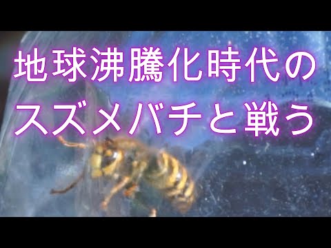 経済学科 晴蜂雨読⑩／地球沸騰化時代のスズメバチと戦う (9月、その1)／山崎亮一／日仏英字幕付き