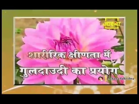 Ayurvedic Benefits of Guldaudi flowers For Yon Durbalta | Acharya Balkrishna