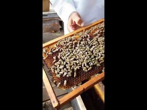 , title : 'كيف تحافظ على النحل في موسم الشتاء؟ نصيحة مهمة'