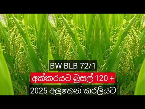 BW BLB 72/1 Rice varity 🌾🌾( Unreleased )