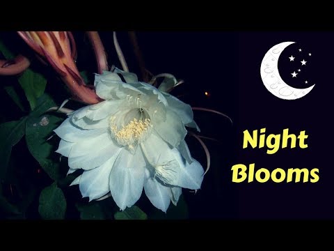 10 Most Beautiful Night blooming Flowers In The World | GardenGraduate