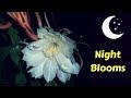 10 Most Beautiful Night blooming Flowers In The World | GardenGraduate