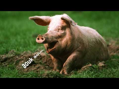 pig sounds effect - voie of animal