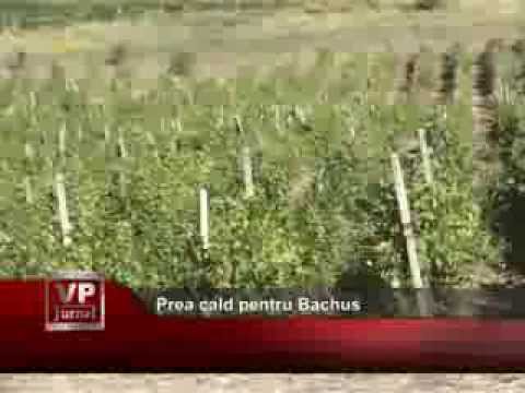 Prea cald pentru Bachus