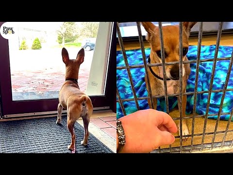 Shelter Dogs Get Returned - HeartBreaking Moments When Shelter Dogs Realize They Are Being Surrender