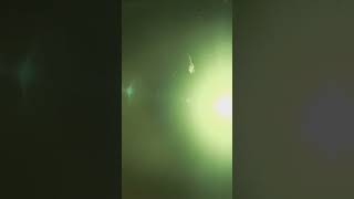 Download lagu HONEY/L'Arc〜en〜Ciel #shorts mp3 Download lagu HONEY/L'Arc〜en〜Ciel #shorts mp3