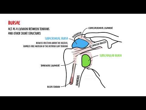 Anatomia stawu barkowego w praktyce klinicznej