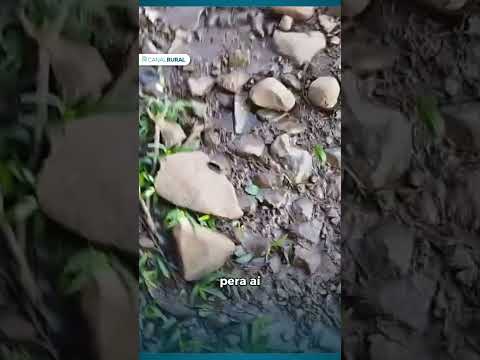 Frio extremo congela asas de quero-quero no RS
