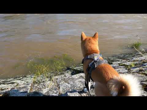 Mit Yoshi on Tour - An Donau und Brenz in Lauingen