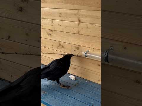 #воронгоша #raven #crow #aboutbirds #animal