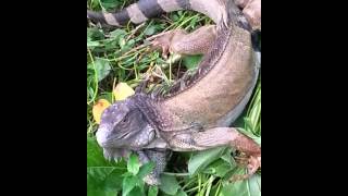 preview picture of video 'Como cazar una iguana mejor conocida como gallina.'