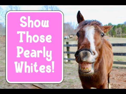 Easy Tricks to Teach Your Horse to Smile