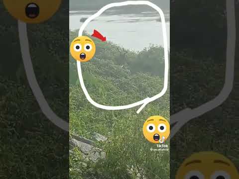 Serpientes gigantes #shorts