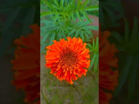 #flower nature short ❤️❤️❤️❤️❤️❤️