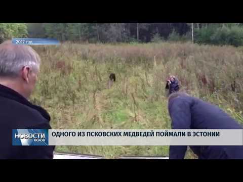 14.08.2019 / Одного из двух медведей поймали в Эстонии
