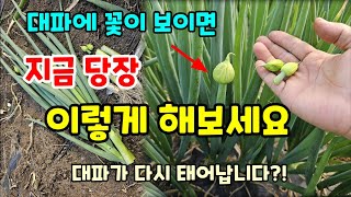 대파에 꽃이 보이면 지금 바로 이렇게 하셔야 대파 먹을 수있어요 #대파키우기 #대파옮겨심기