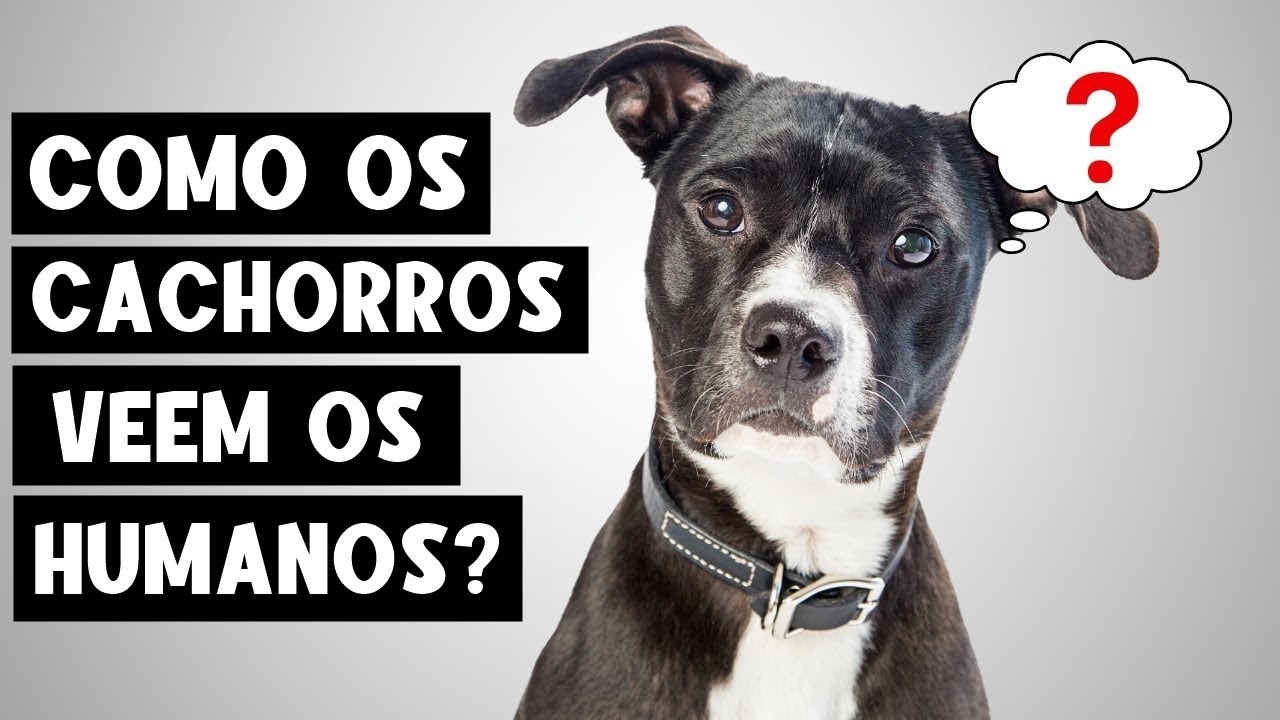 Os cachorros pensam que os humanos são cachorros?