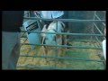 Royal Welsh Winter Fair