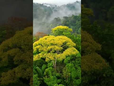 11 HOURS of Rainforest Birds in 4K - Colorful Breathtaking Birds with Sound...