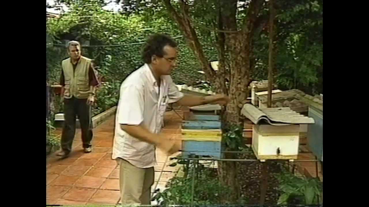 DR.DAVI SAID AIDAR GLOBO RURAL - Multiplicação de Colmeias de Abelhas Mandaçaias