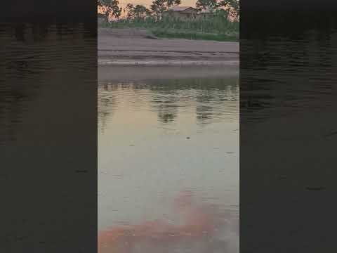 Fim de tarde de pescaria na ponte sobre o rio Tarauacá, Acre. #pescaria #pesca #acre #tarauacá