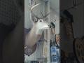 Vintage 10 Point White Faced Piebald Buck Mount!!! At Local Feed Store  #piebald #buck #taxidermy