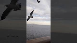 Feeding Seagulls from a Balcony #cruise #balcony #seagulls