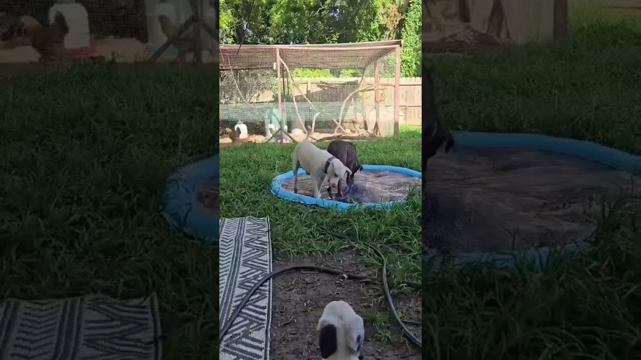 Oklahoma Smokeshow, a Adoptable mixed breed in Olathe, KS video 6/6