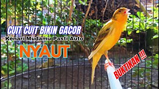 Download lagu Kenari gacor NGEROL PANJANG cocok untuk PANCINGAN KENARI PAUD bikin BURUNG KENARI GACOR PANJANG mp3