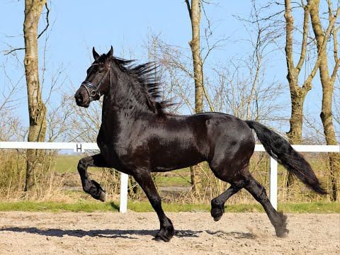 Stal Okkema's Jonkvrouw - Jouwe x Haitse -  Mare - 2019 - 1.61m