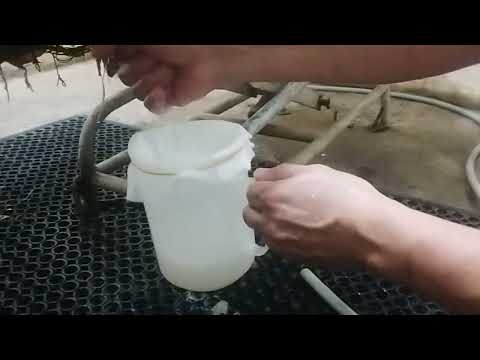 BOAR Semen Collection