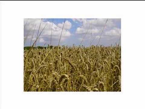 download lagu mp3 mp4 Seatrain Song Of Job, download lagu Seatrain Song Of Job gratis, unduh video klip Seatrain Song Of Job