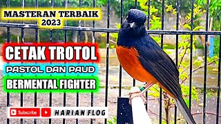 Download lagu masteran murai trotol umur 1 sampai 3 bulan terbaik 2023 mp3