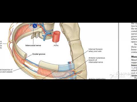 Thoracic cage