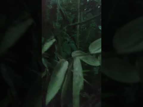 A mata não se olha 🌿 | Vale do Ribeira