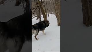Rhodesian Ridgeback VS. Lycan Shepherd at Dog Park #shorts