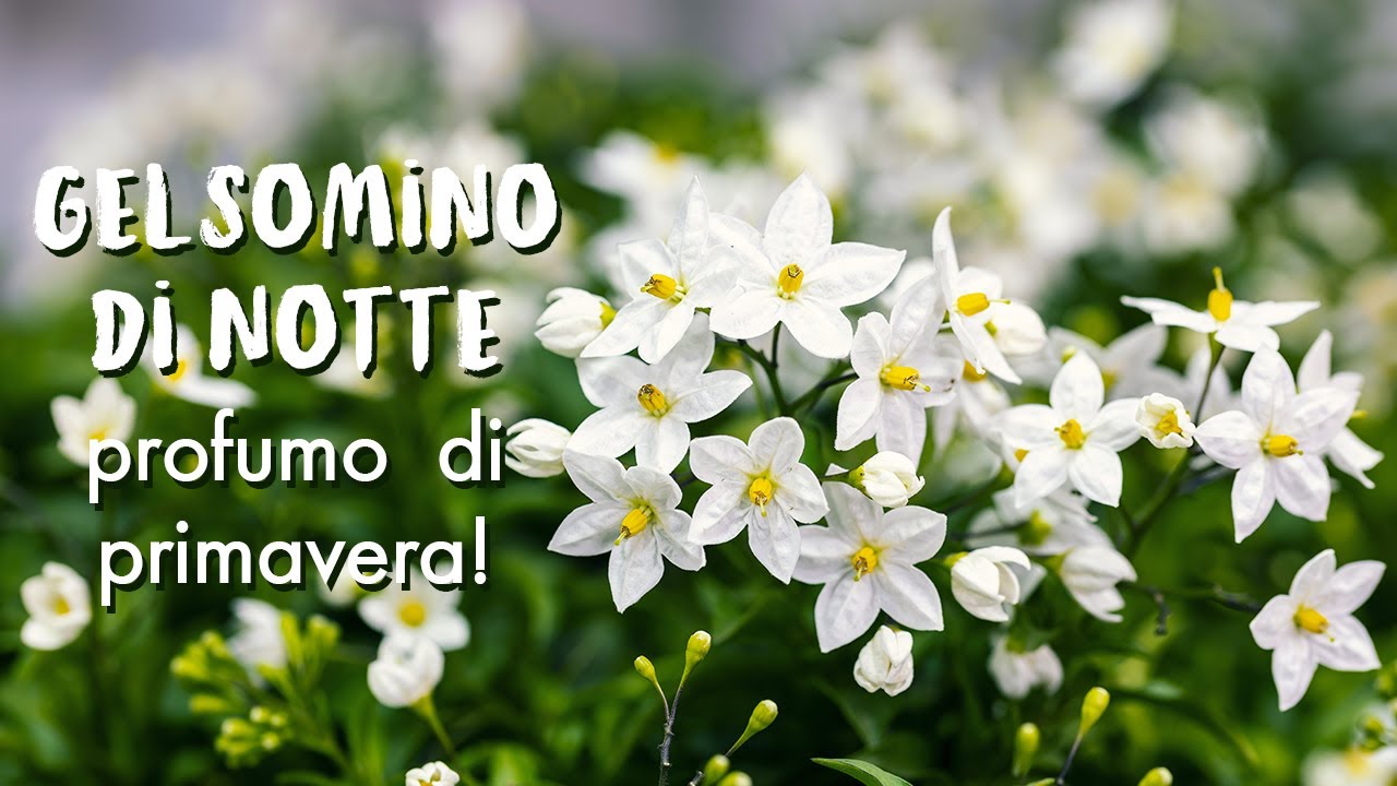 Solanum Jasminoides, il Gelsomino di notte dalla dolce profumazione!