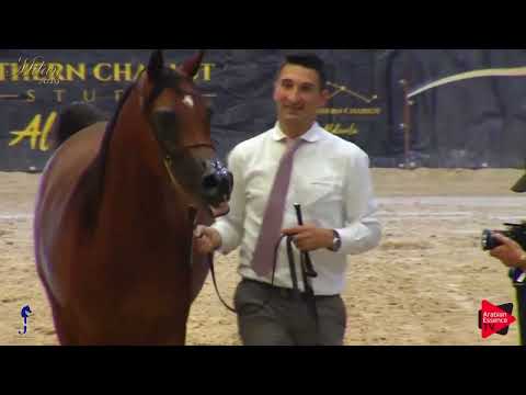 💫 D Jari 💫 2nd at Milan 2019 International B Arabian Horse Show Colts 2 years old