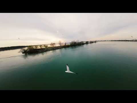 FPV - 53rd St Fisherman's Park - SEAGULS!!!!!