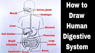 Human Digestive System Drawing | How to Draw Human Digestive System Diagram | मानव पाचन तंत्र चित्र