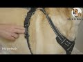 Rabbitgoo Dog Harness No Pull Pet Harness With 2 Leash Clips Adjustable