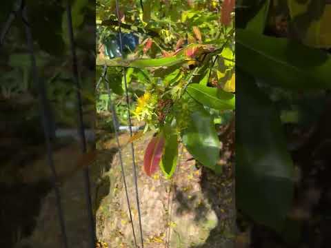 Cách giúp mai vàng giảm đậu trái, mau hồi phục sau ra hoa ngày Tết