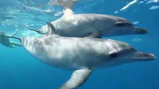 Dolphin Tales 4/2014 - Amazing swim with dolphins in Bimini